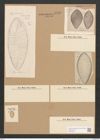 Surirella kerguelensis Grun. (de-Toni-Nr.: Genus 53, Species 2386) Zeichnungen Sammlung Grunow Nr. 4792 (NHMW-BOT-W0372934)